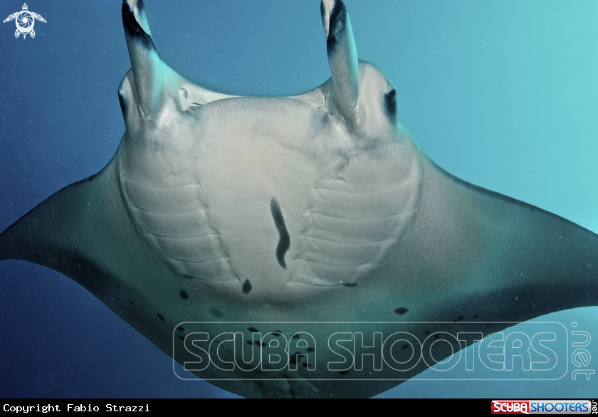 A Manta ray