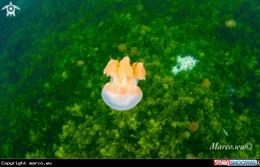 A Jellyfish