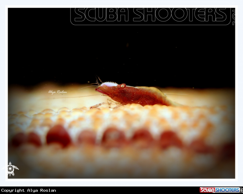 A Sea Star Commensal Shrimp