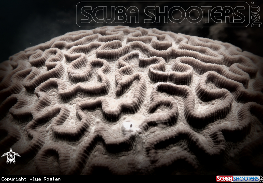 A Coral