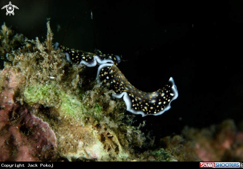 A Acanthozoon sp.