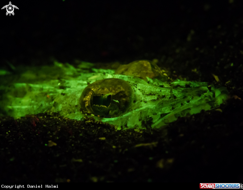 A Crocodilefish