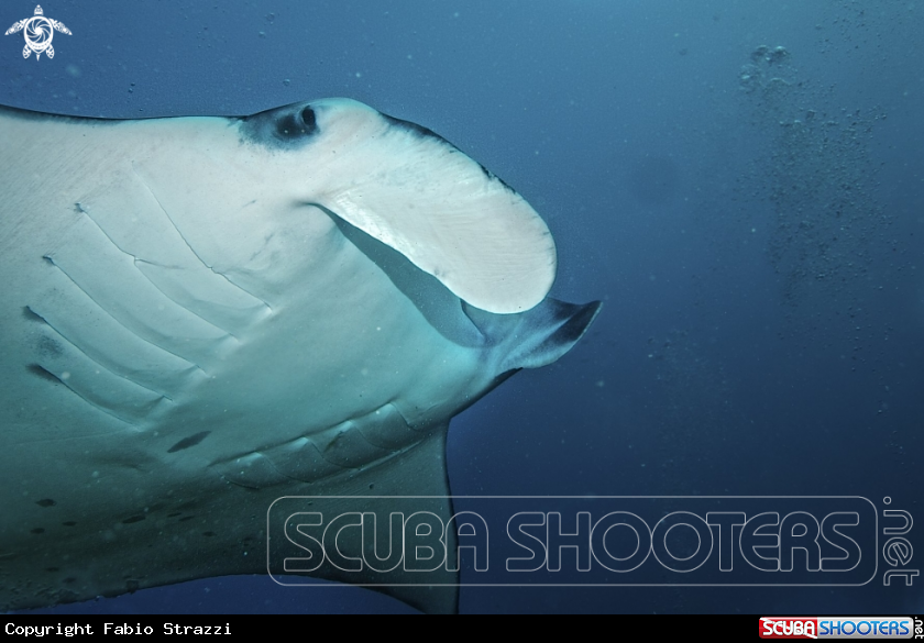 A Manta ray