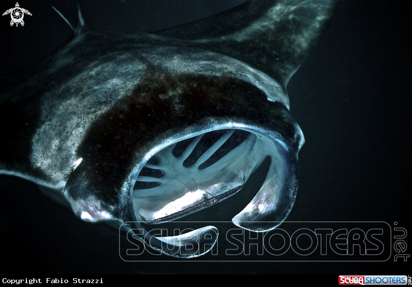 A Manta ray