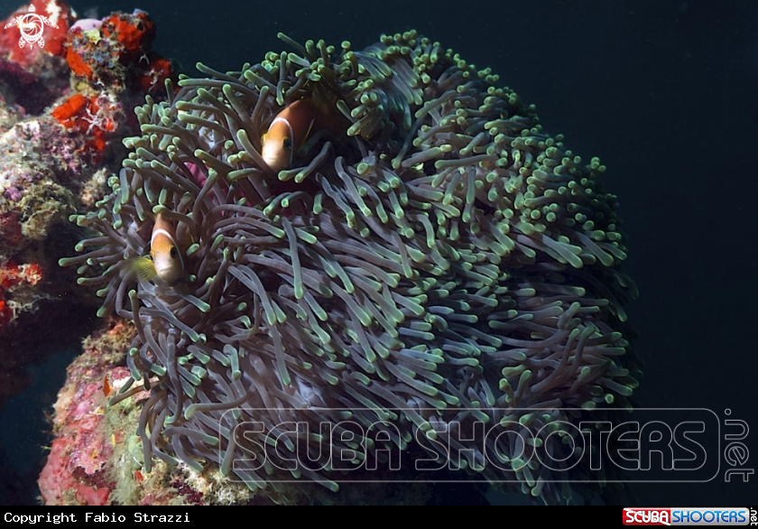A Anemonefish 