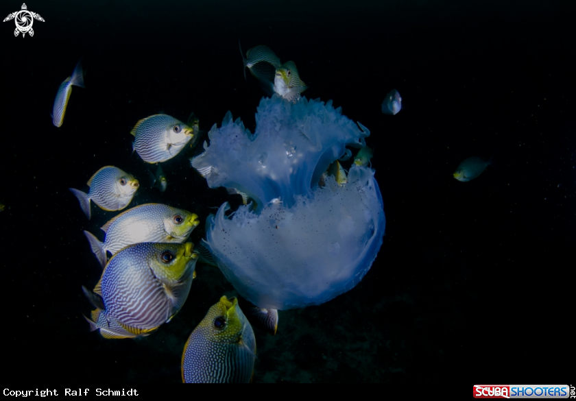 A Andaman Sea