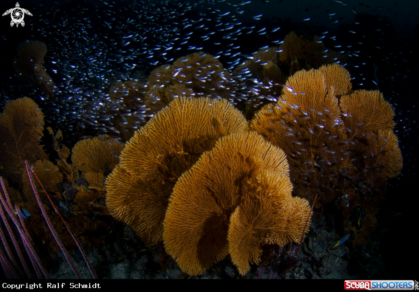 A Andaman Sea