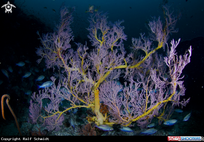 A Andaman Sea