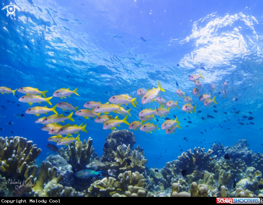 A Coral fish 