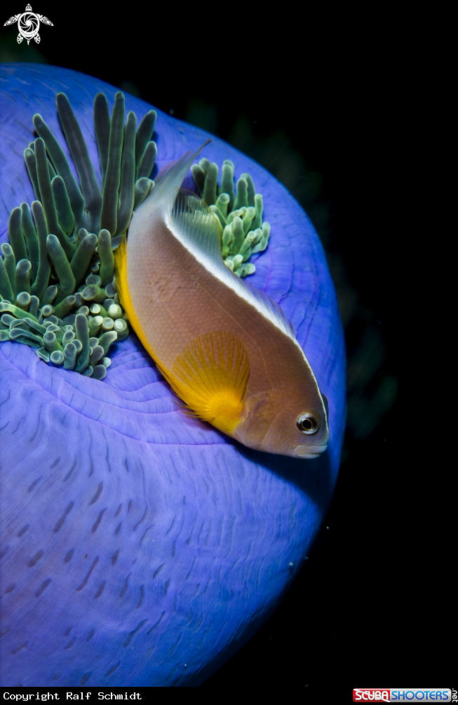 A Andaman Sea