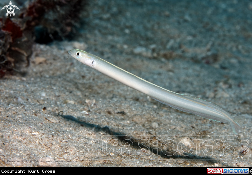 A Sand Diver