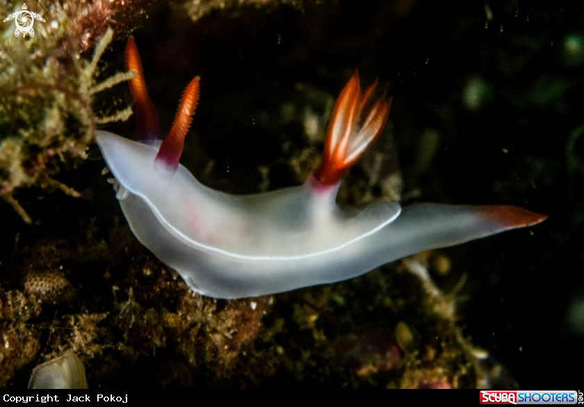 A Hypselodoris bullockii 