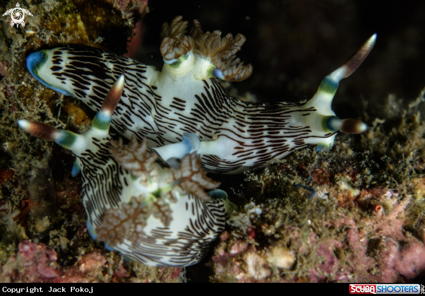 A Nembrotha lineolata