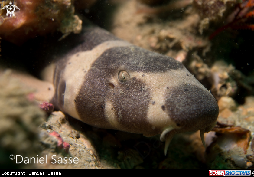 A Juvenile Brownbanded bamboo shark