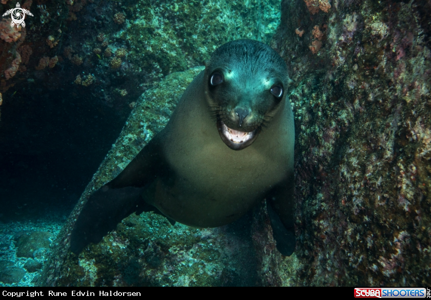 A California sea lion