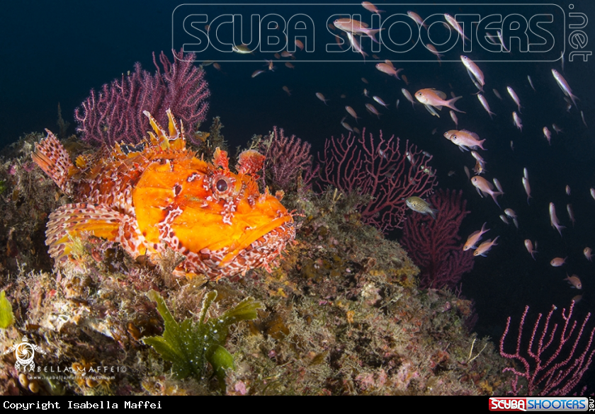 A Scorpion fish