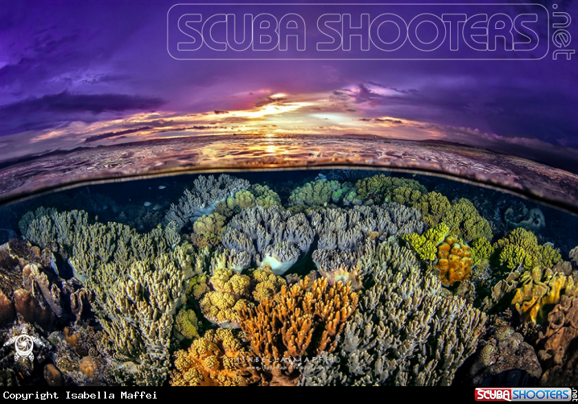 A Coral Reef Garden