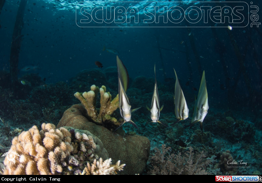 A Batfishes