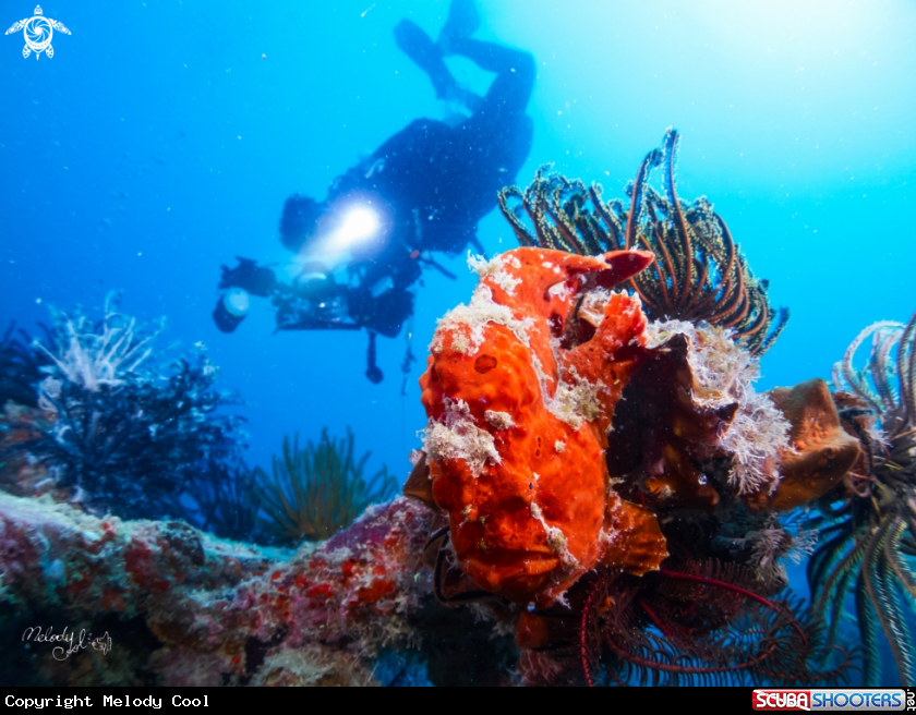 A Frog fish 