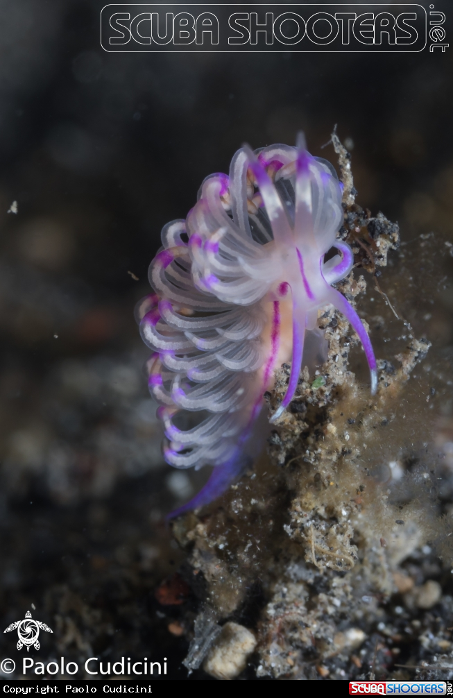 A Unidentia angelvaldesi