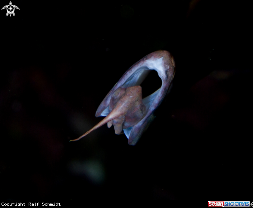 A pipefish