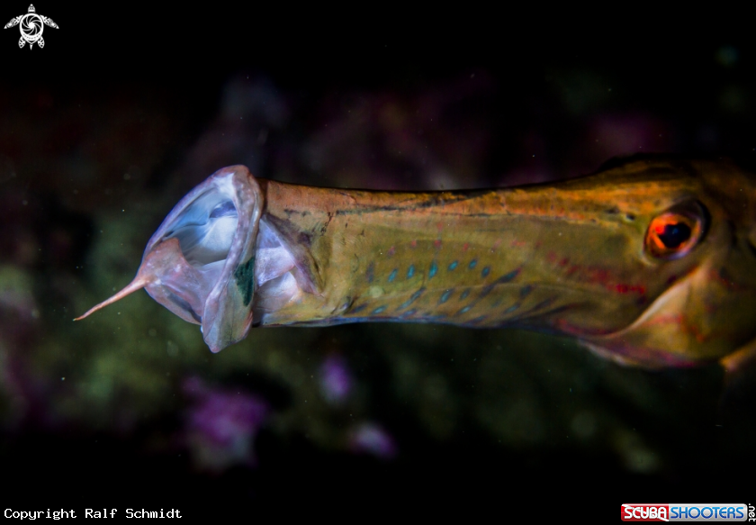 A pipefish