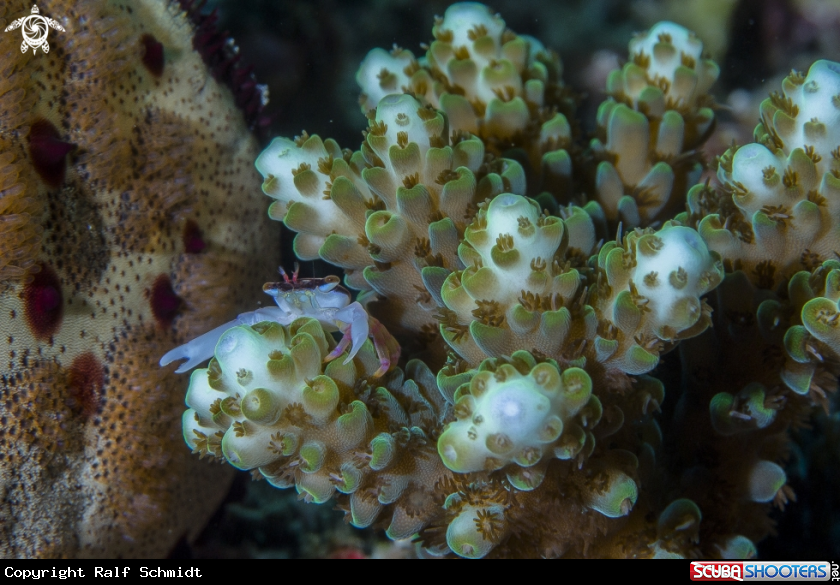 A pipefish