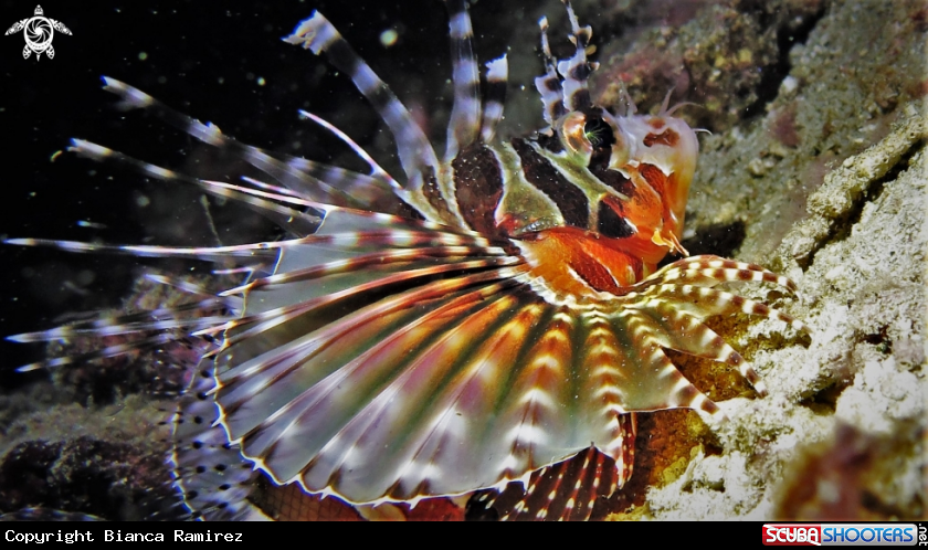 A Lion Fish