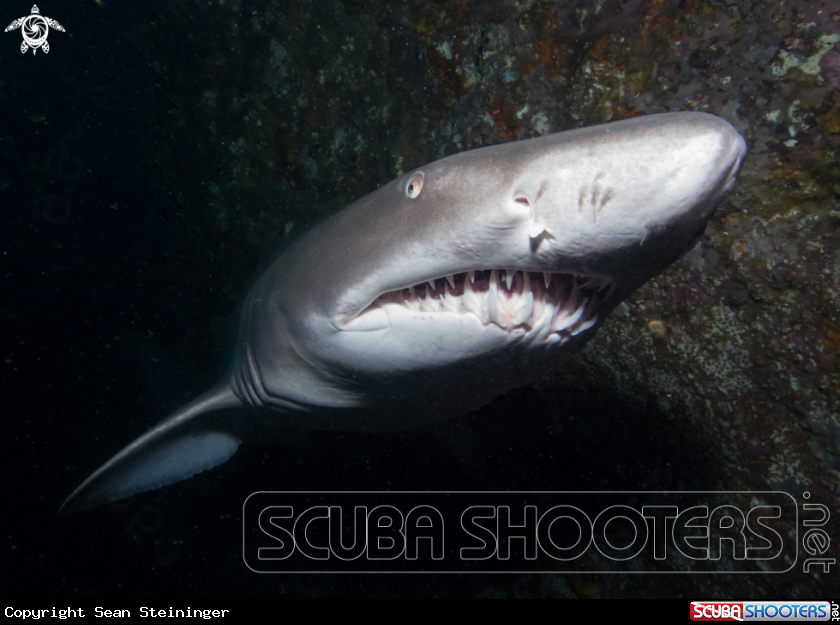 A Grey Nurse Shark