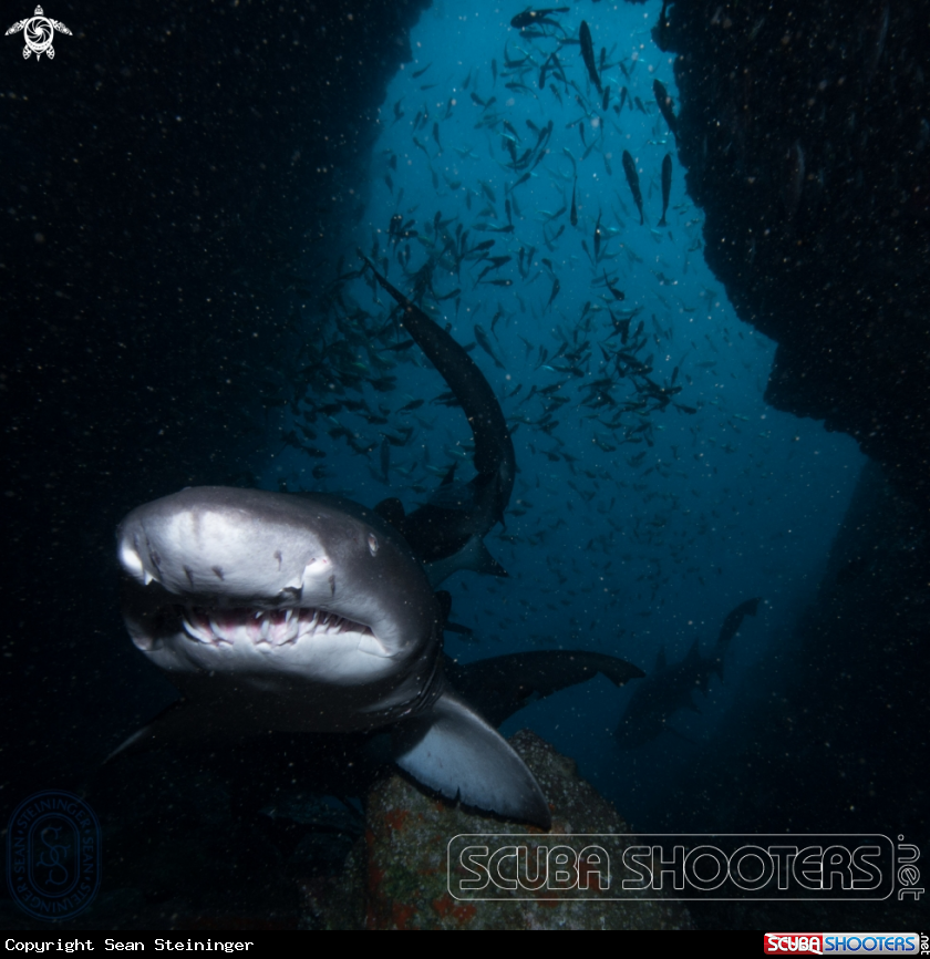 A Grey Nurse Shark