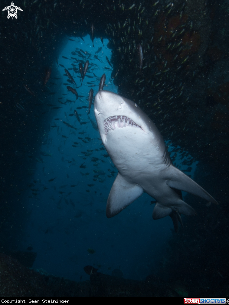 A Grey Nurse Shark