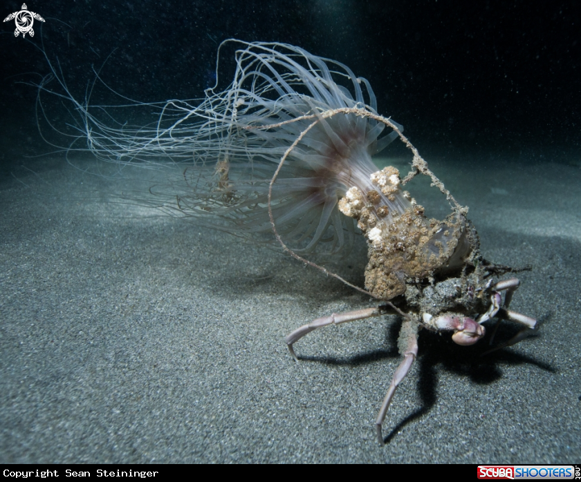 A Decorator Crab