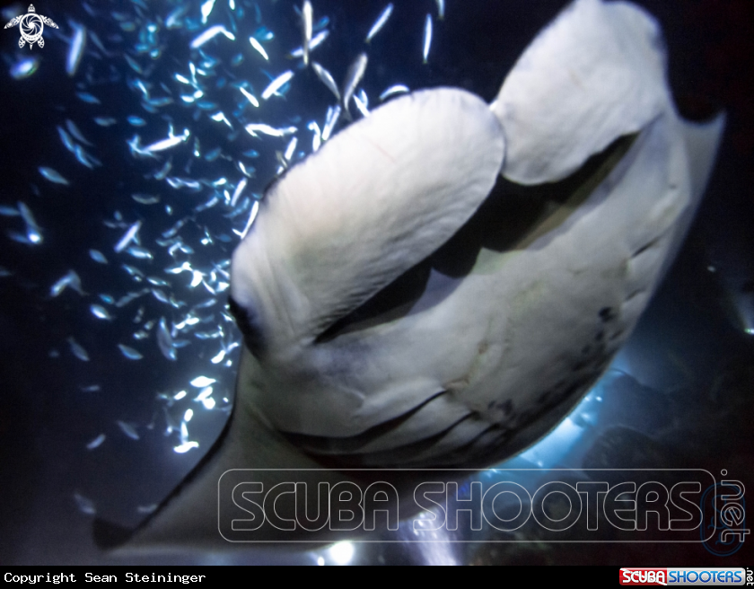 A Manta Ray