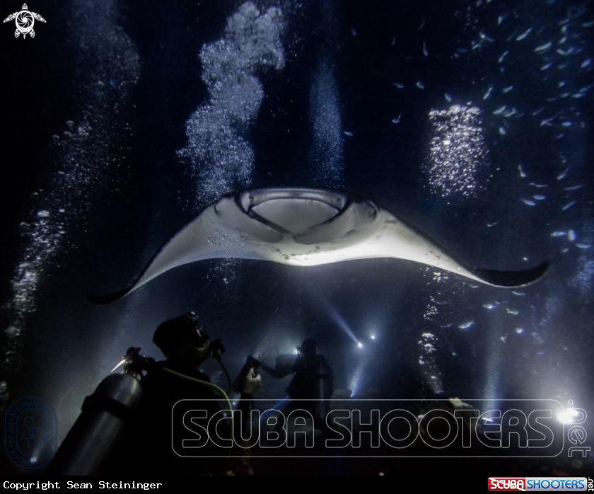 A Manta Ray