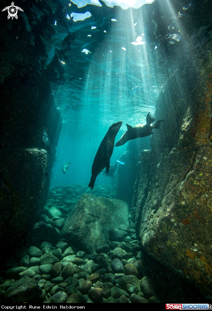 A California Sea Lions