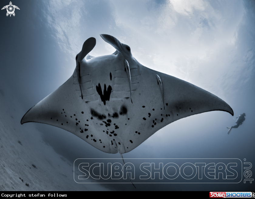 A Manta Ray