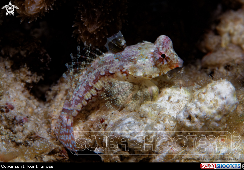 A Dragonnet, Leierfisch