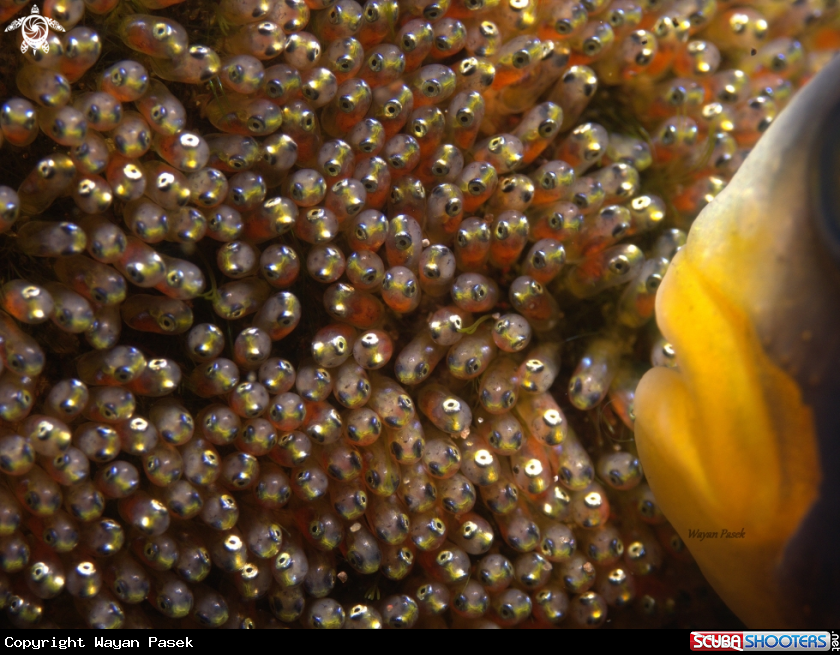 A Eggs