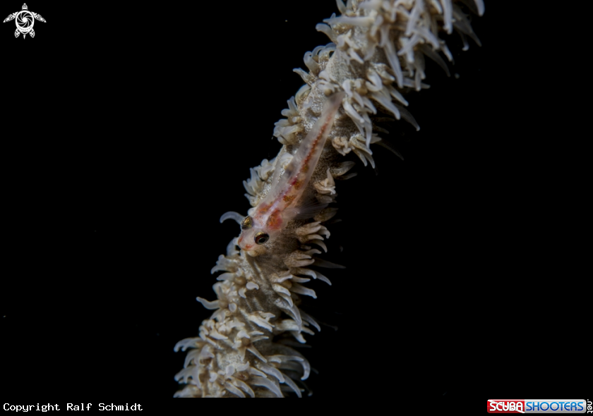 A Whip coral goby