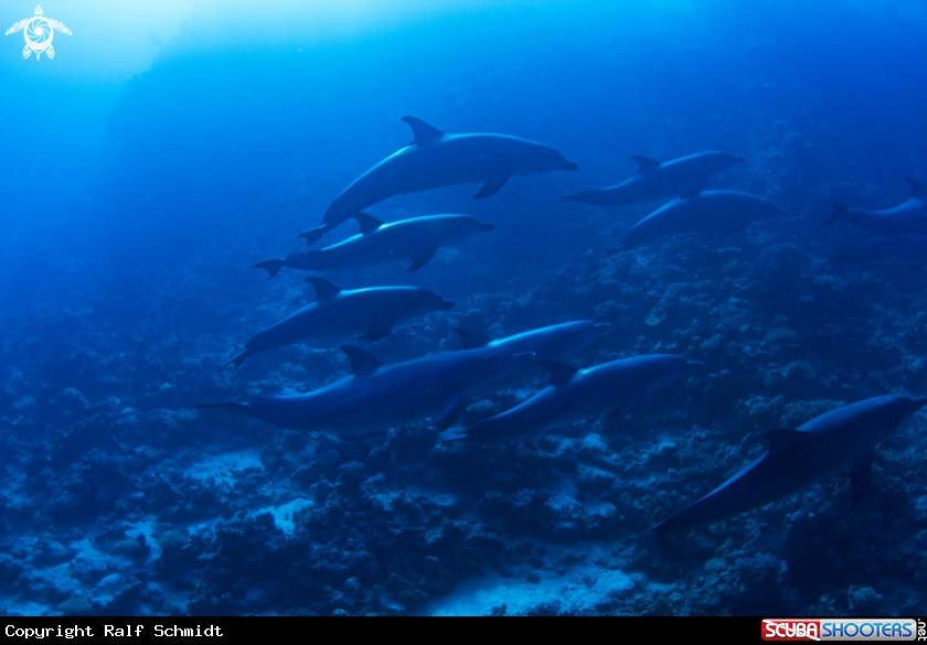 A Dolphin