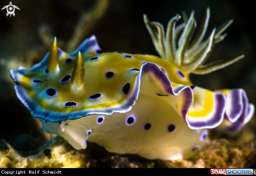 A Nudi