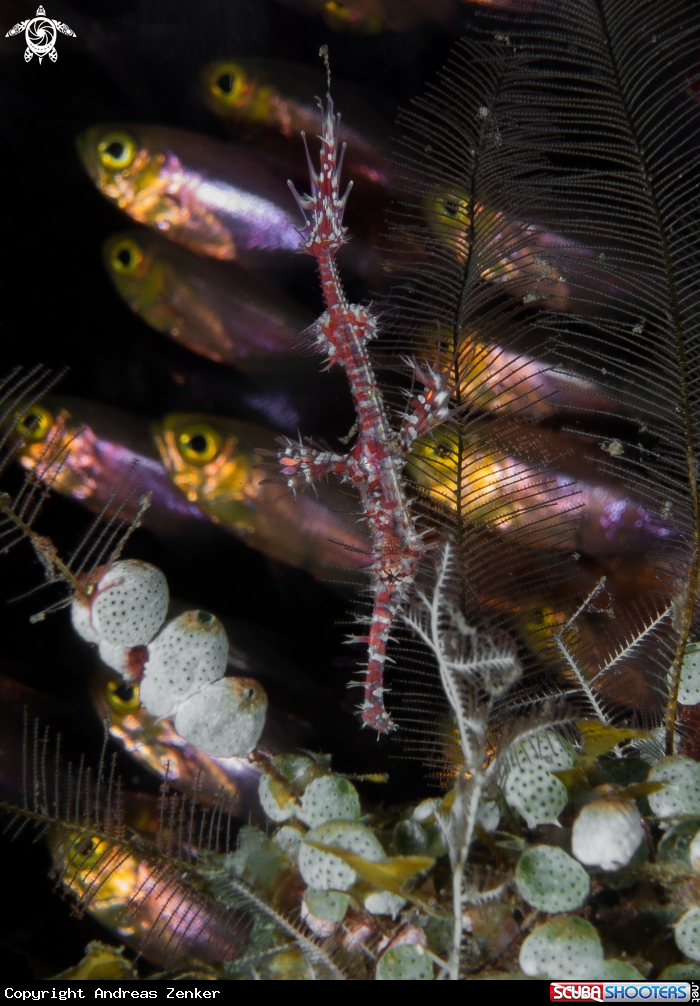 A Ornate ghost pipefish