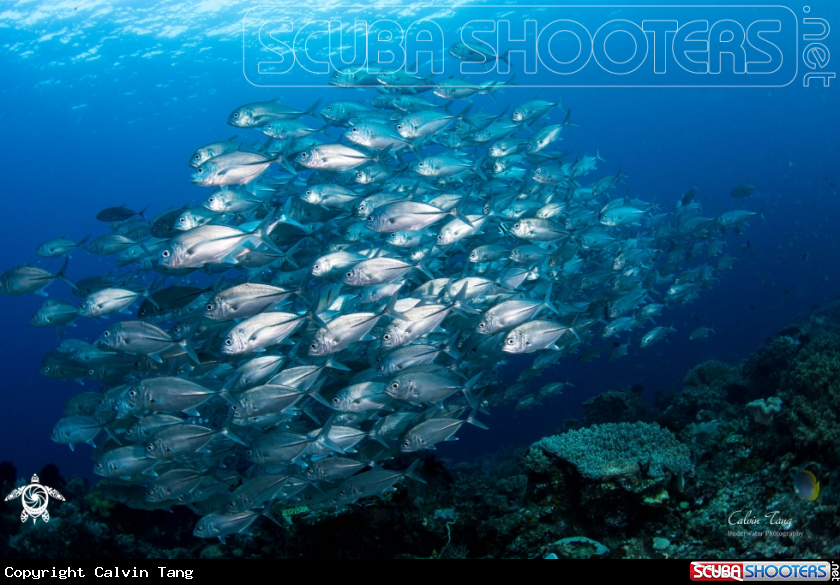 A Jackfish