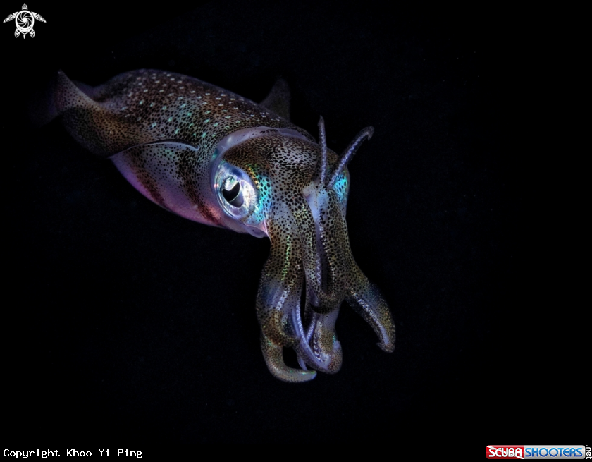 A Squid