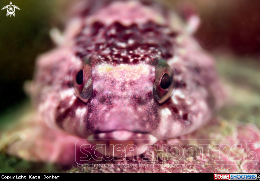 A Rock Sucker