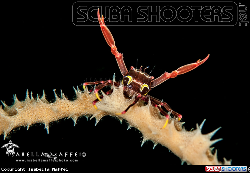 A crab