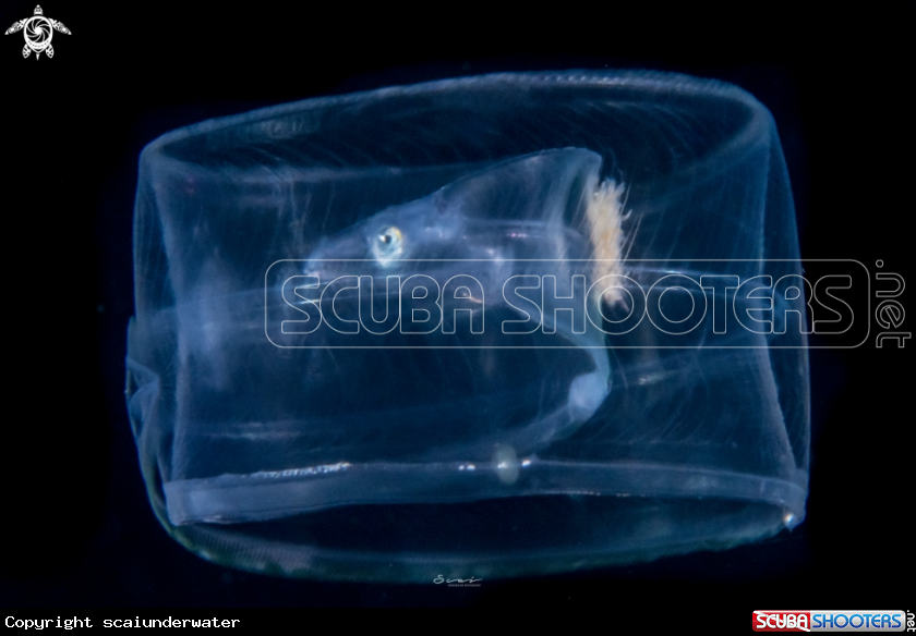 A eel