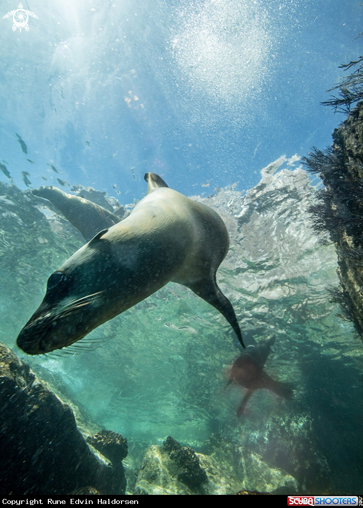 A California Sea Lion