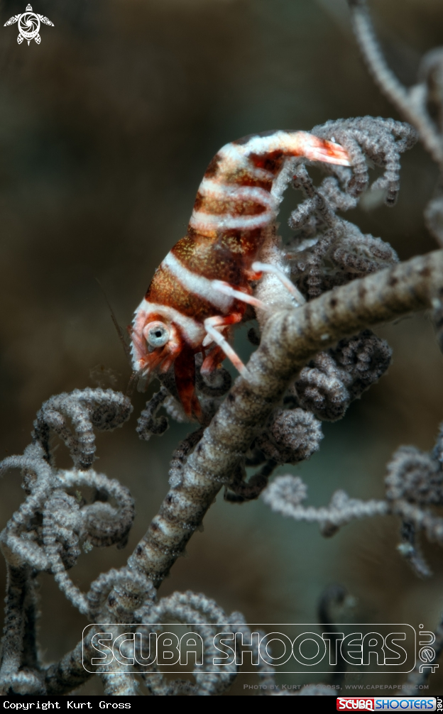 A Shrimp