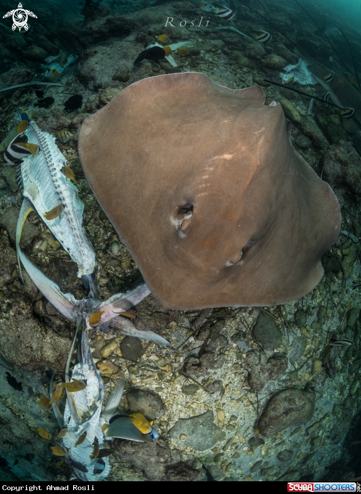 A Stingray